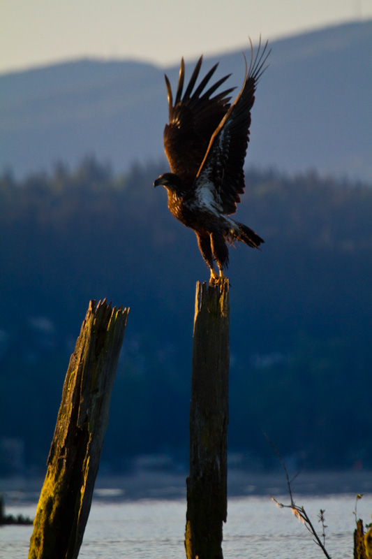 Bald Eagle Taking Flight